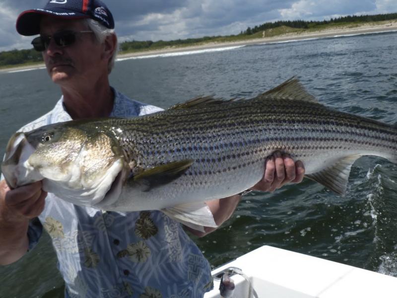 Big stripers are here! Boothbay Register